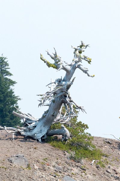 20150824_125523 D4S.jpg - Stunted trees because of severe weather, Crater Lake